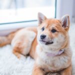 What Do These Common Dog Behaviors Mean?