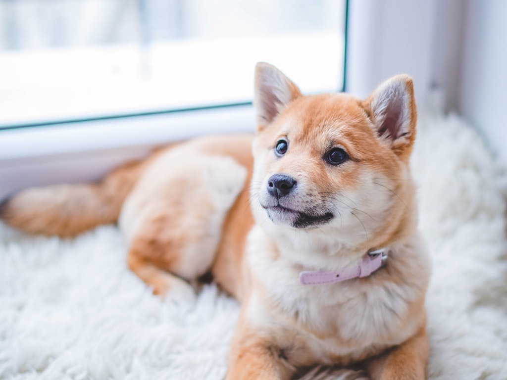 What Do These Common Dog Behaviors Mean?